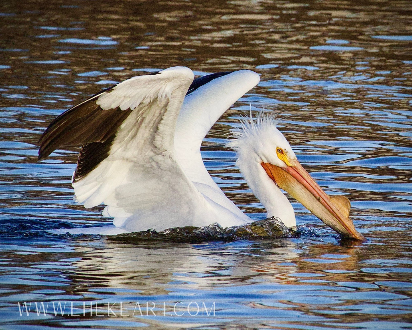 Pelican Photographic Print 11x14