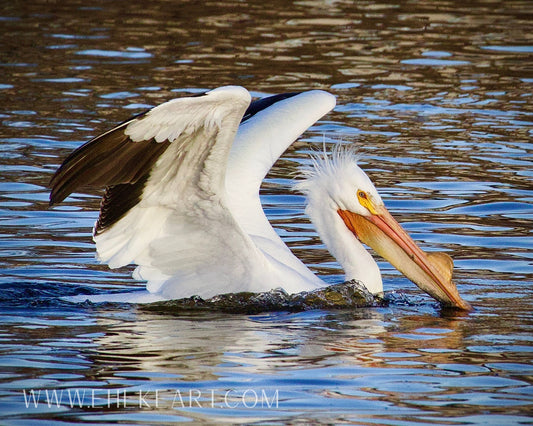 Pelican Photographic Print 11x14