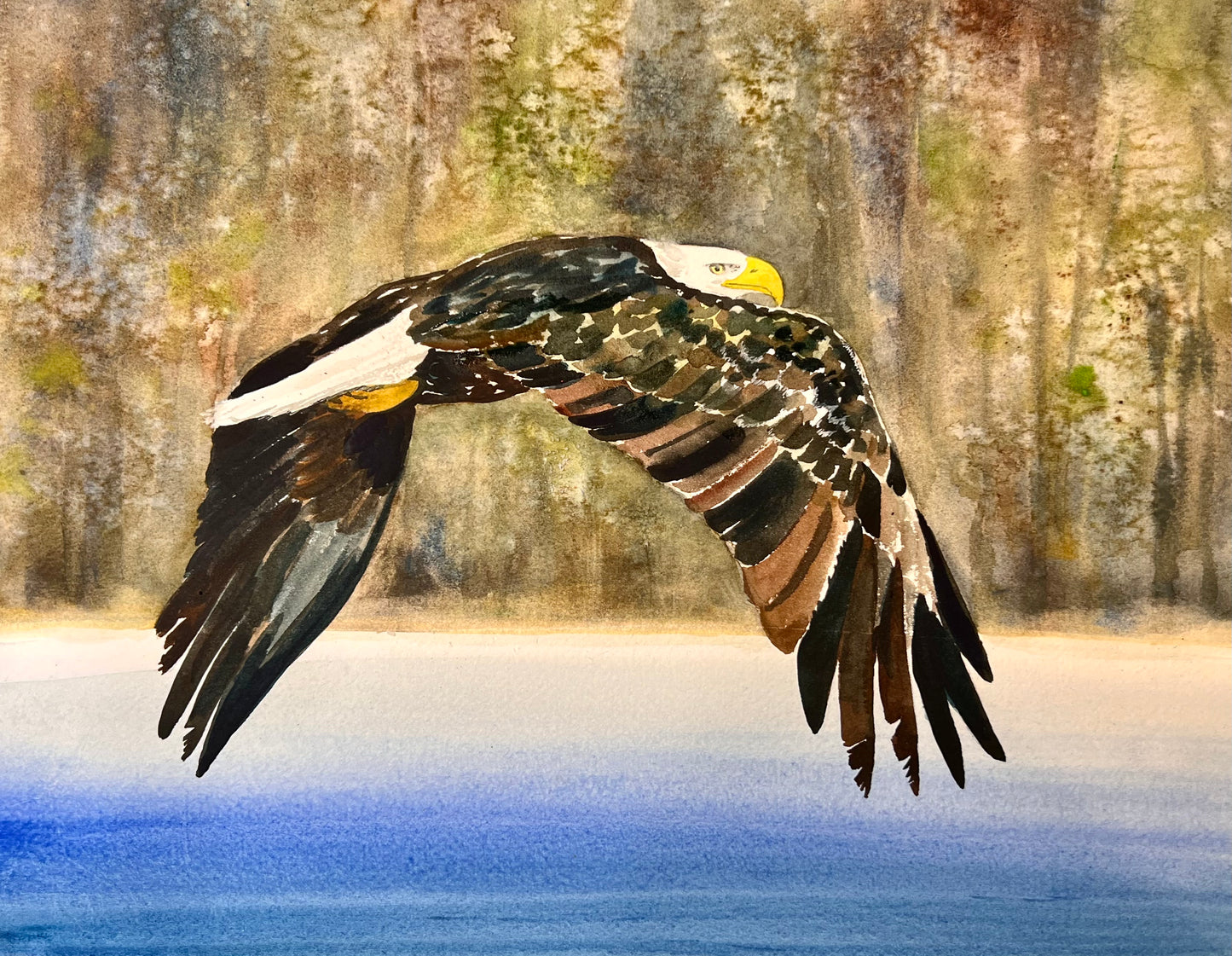 Eagle - 11" X 14" Print