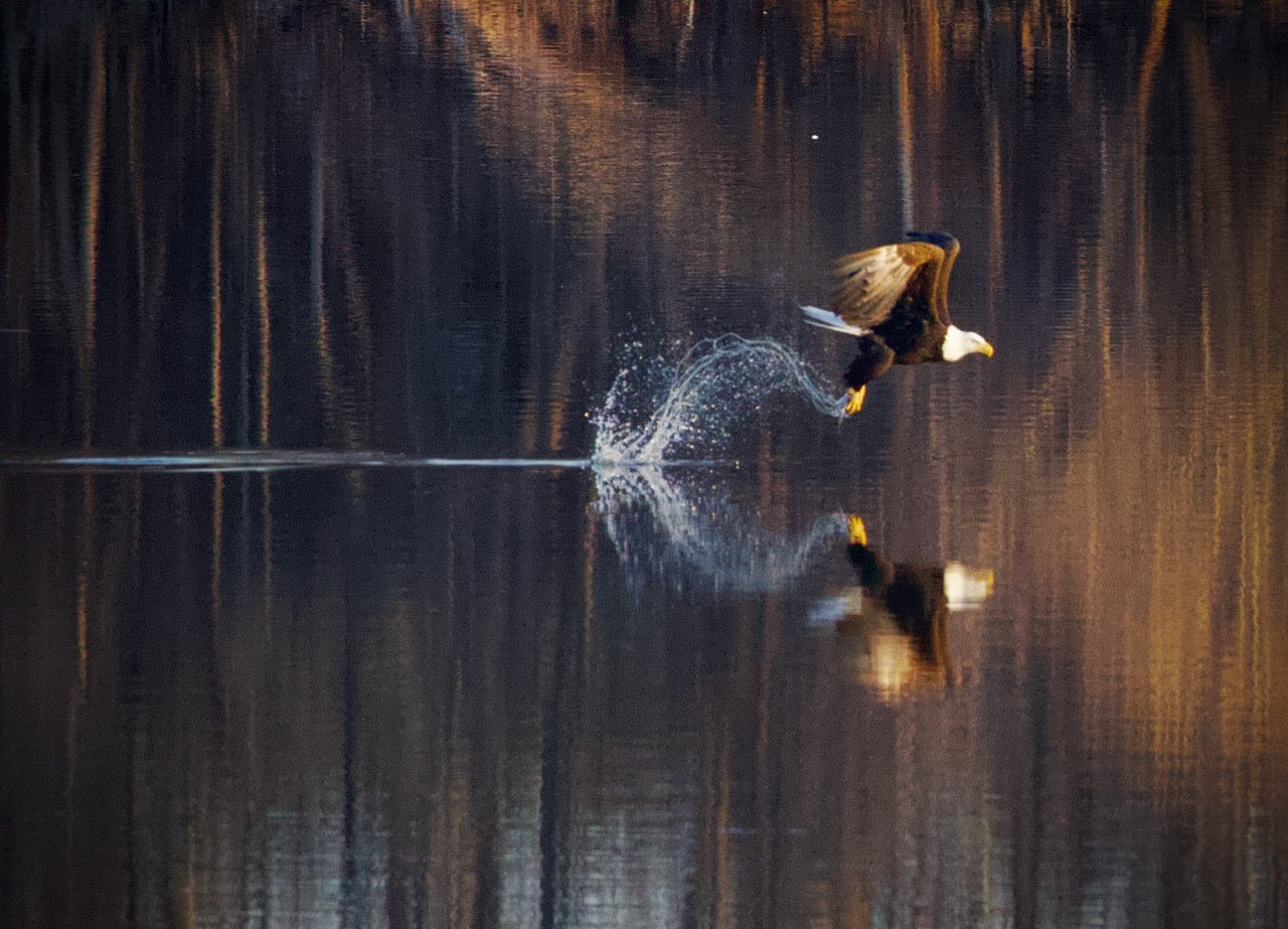 Bald Eagle Fishing Reflection #1 Print