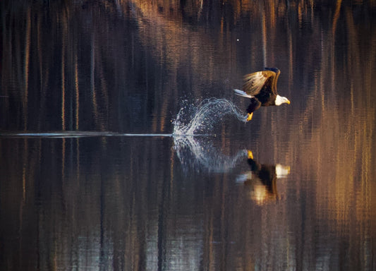 Bald Eagle Fishing Reflection #1 Print
