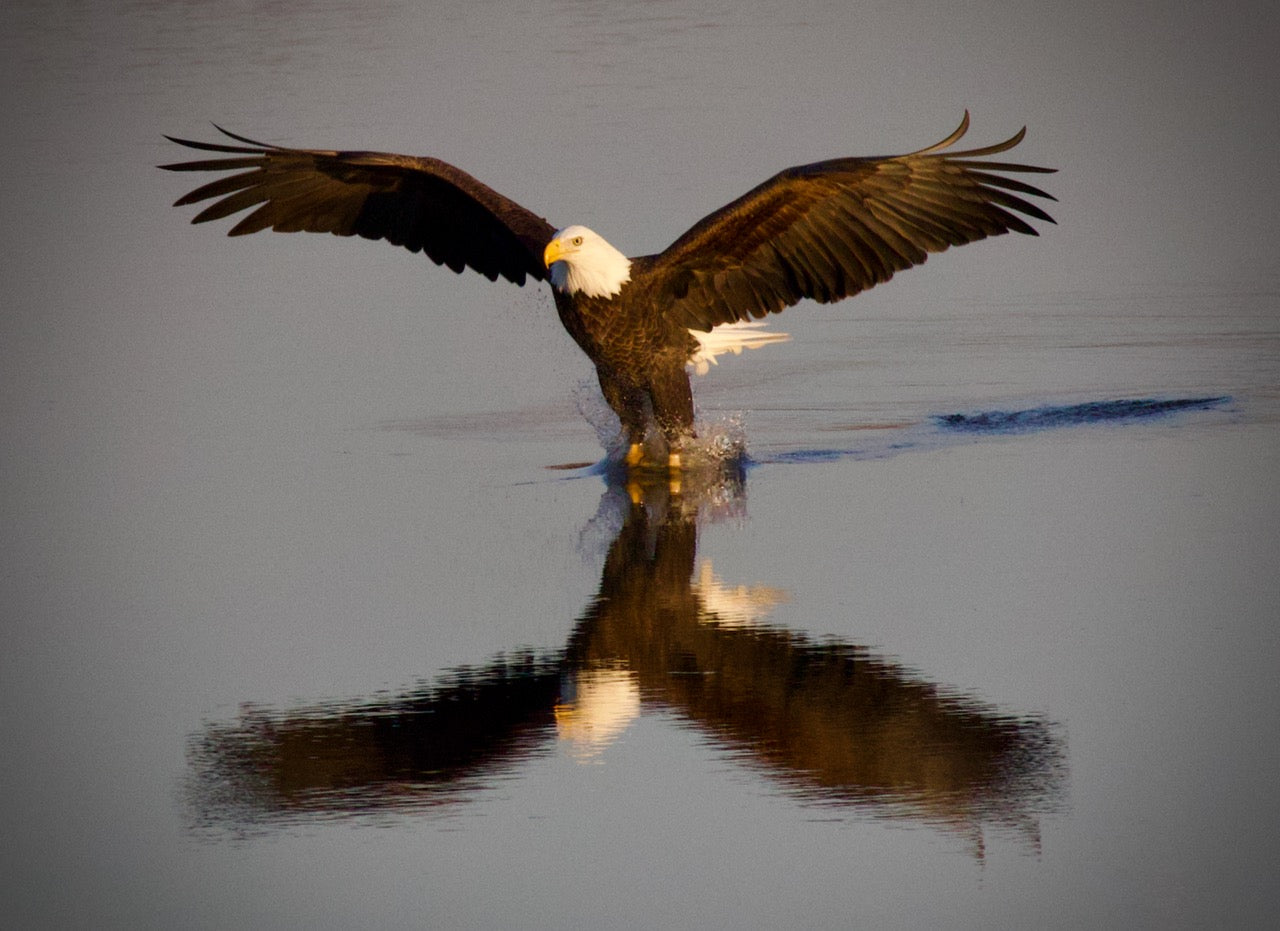 Bald Eagle Fishing Reflection #2 Print