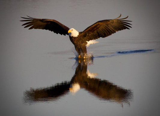 Bald Eagle Fishing Reflection #2 Print