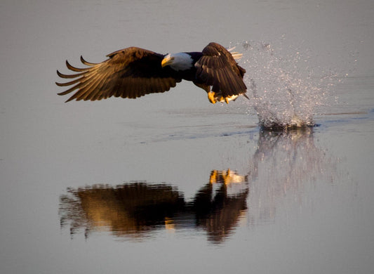 Bald Eagle Fishing Reflection #3 Print
