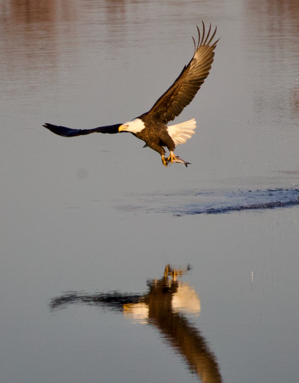 Bald Eagle Fishing Reflection #4 Print
