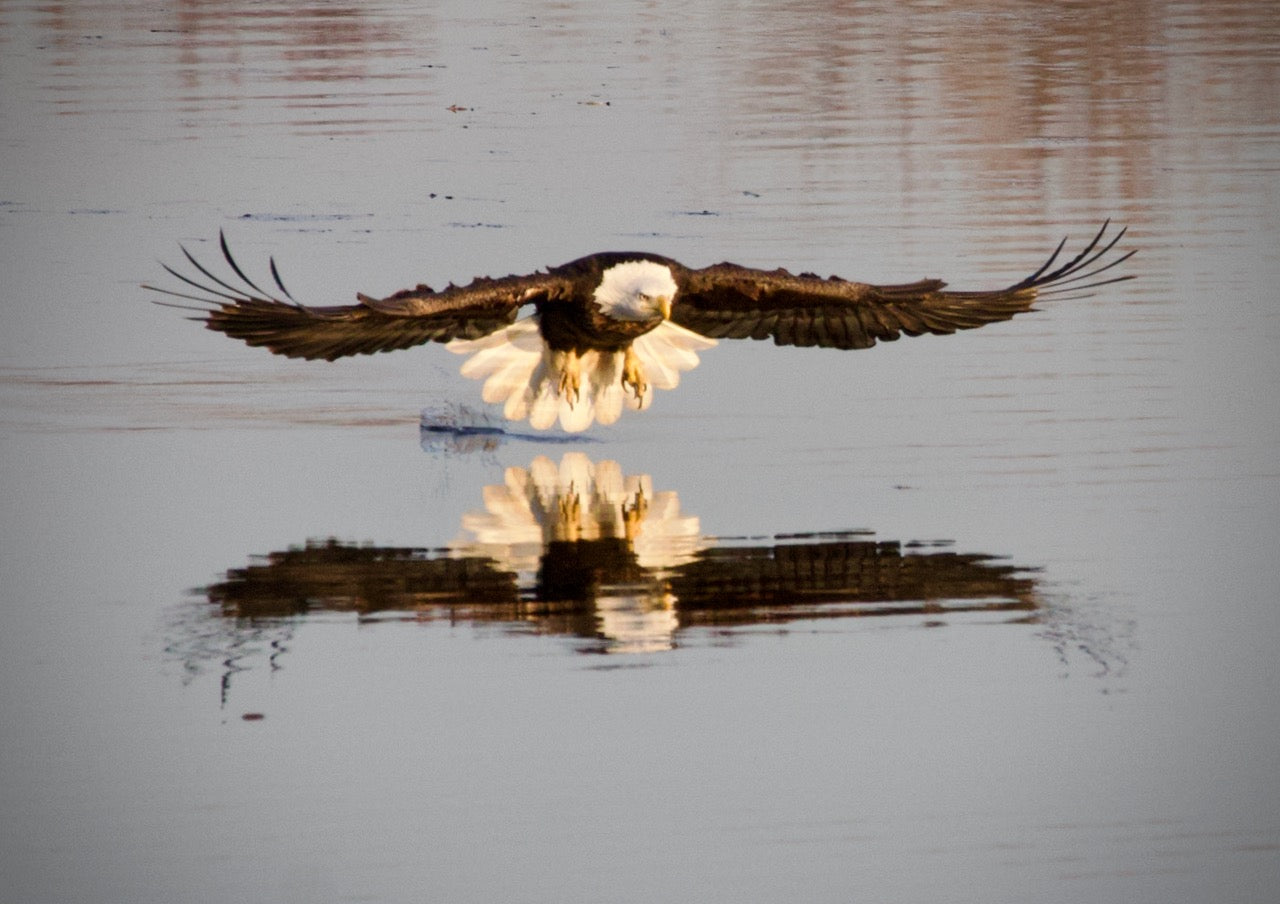 Bald Eagle Photography 11x14