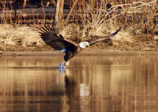 Bald Eagle Fishing Reflection #7 Print
