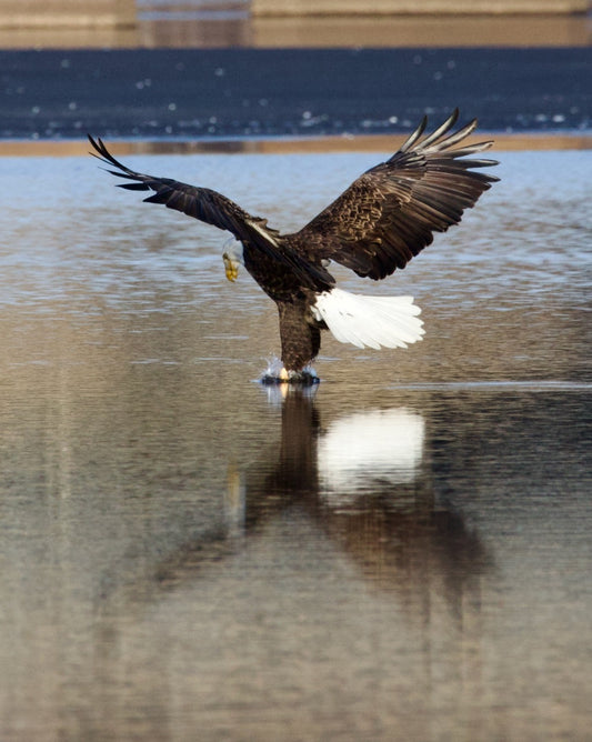 Bald Eagle Fishing Reflection #6 Print