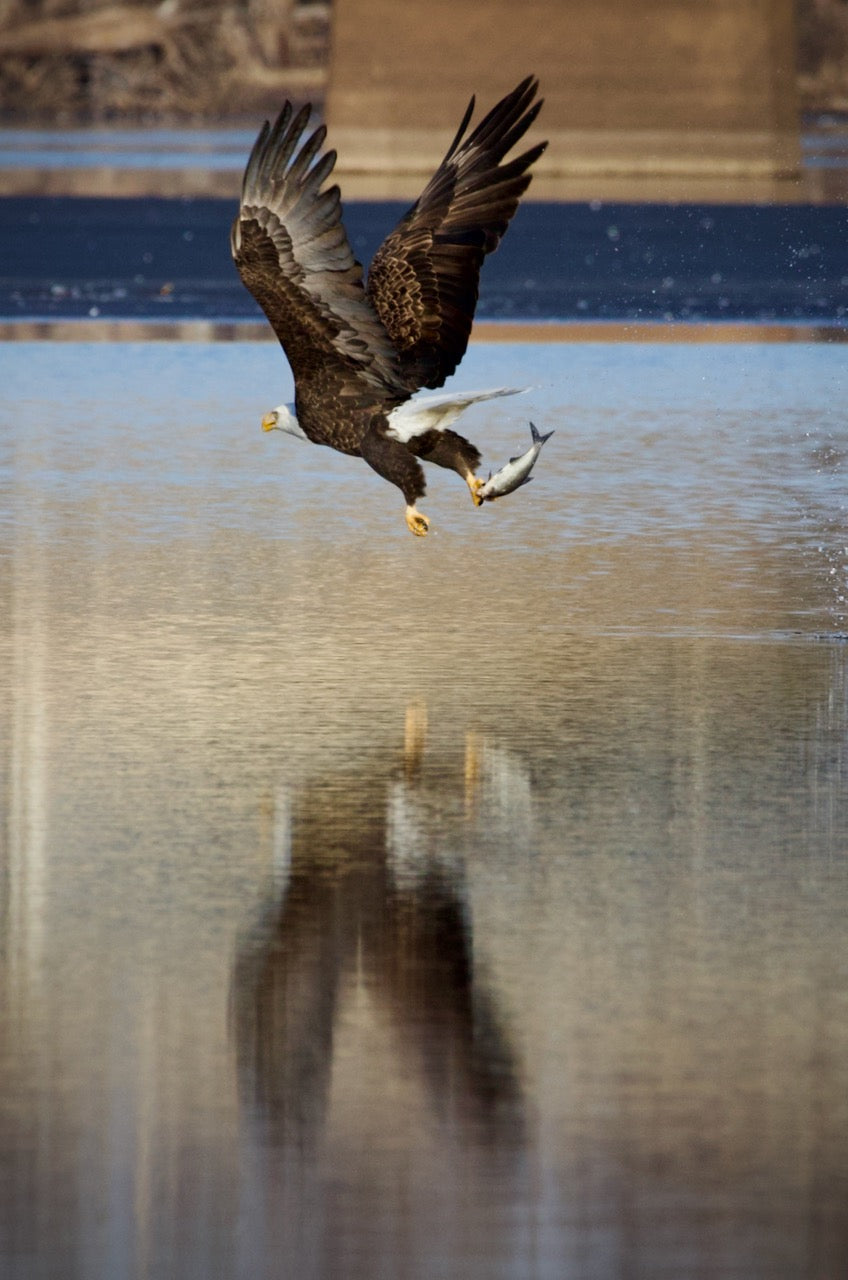 Bald Eagle Fishing Reflection #5 Print