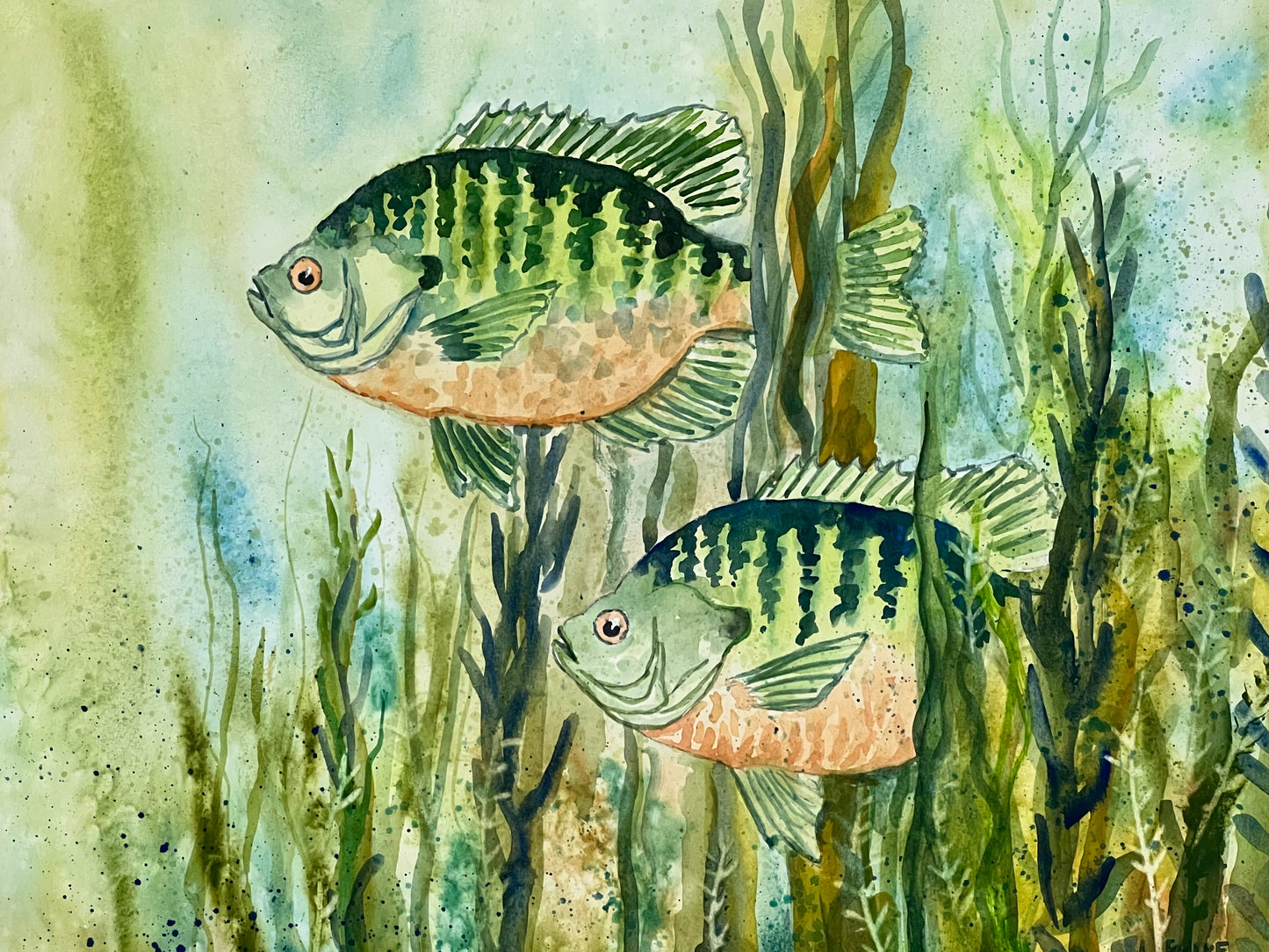 Fish on Paper 11" X 14"